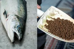 Forskere har funnet rester av syv ulike typer plantevernmiddel i kommersielt fiskefôr.