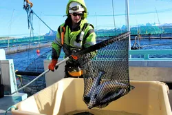 Ungdom på laksebesøk hos Kvarøy fiskeoppdrett.
