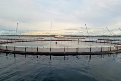 Norcods lokalitet Jamnungen på Frøya hvor det står oppdrettstorsk i sjøen.