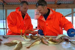 Havlandet Marin Yngel i Florø har avlet fram torskeyngel siden 2002. Torsk som skal bli neste generasjon stamtorsk blir nøye sortert fleire ganger. Her ved cirka 500 gram. Produksjonsleder Kent Hopland (t.v.) og daglig leder Halvard Hovland.