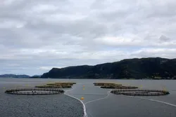 Statt Torsk produserte mindre fisk enn ventet her på lokaliteten Rekvika.