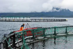 Røkter på merdkanten - han kjenner fisken sin.