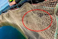 Nordic Halibut fikk bøtt hullene i noten raskt etter at de ble oppdaget, men da hadde 11.102 kveiter allerede kommet seg ut.
